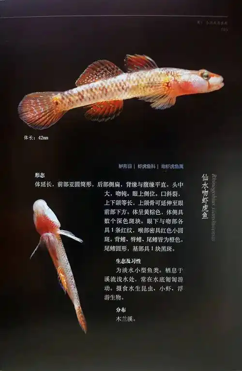 池塘沟渠鱼类,主要以各种鳑鲏,鱊,斗鱼,鳝,鳉等共计16种鱼类.