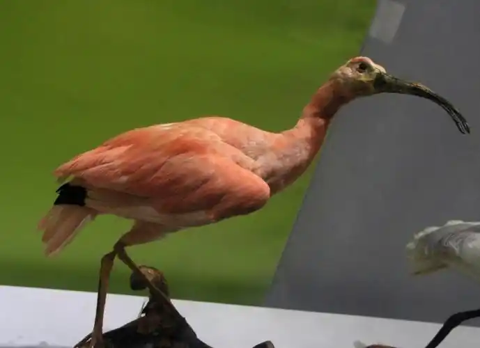 【博物馆之旅】嘉兴博物馆鸟类标本特展