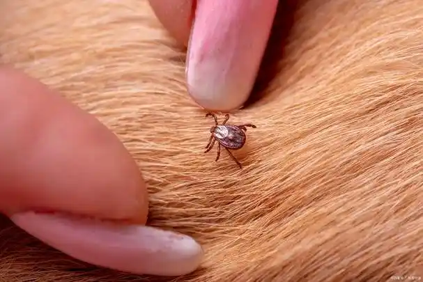 去除狗狗跳蚤最有效的方法,4种方法让你居家时也能轻松对付它