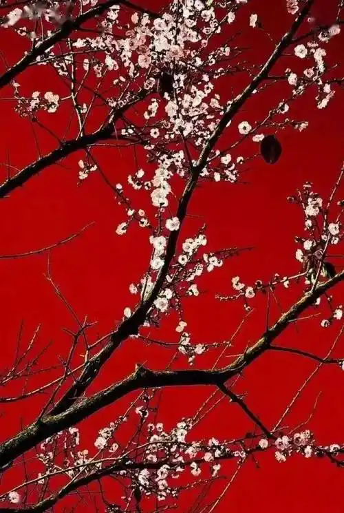 美图一抹中国红彰显中国美