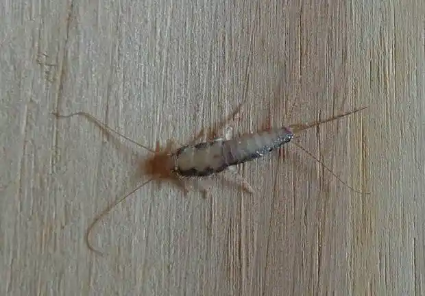 在床板下面发现的虫子,有什么办法彻底清除?