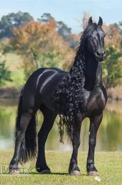 世界上最帅的骏马《黑美人》欣赏