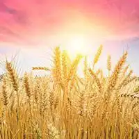 金色麦田微信头像寓意_微信头像图片大全