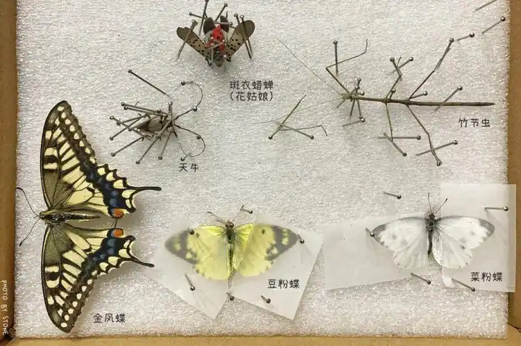 昆虫记自制昆虫标本