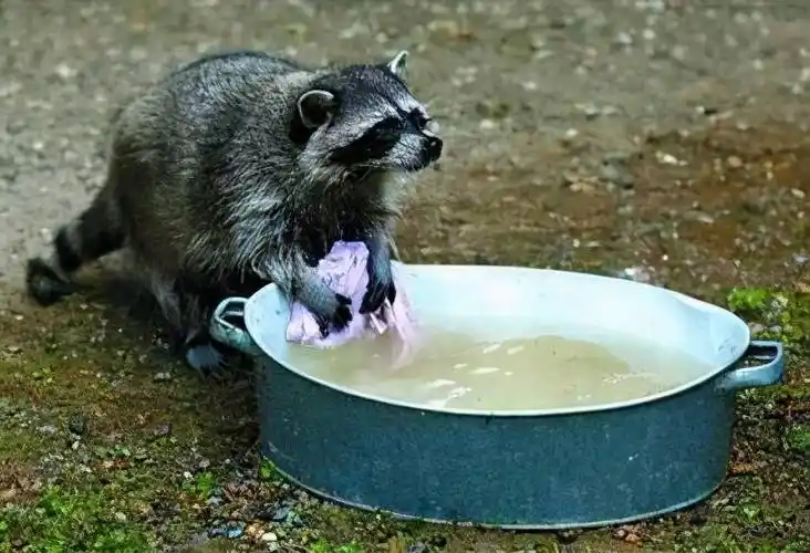 小浣熊又来翻我家垃圾桶,该怎么办?_人类_北美_阮某