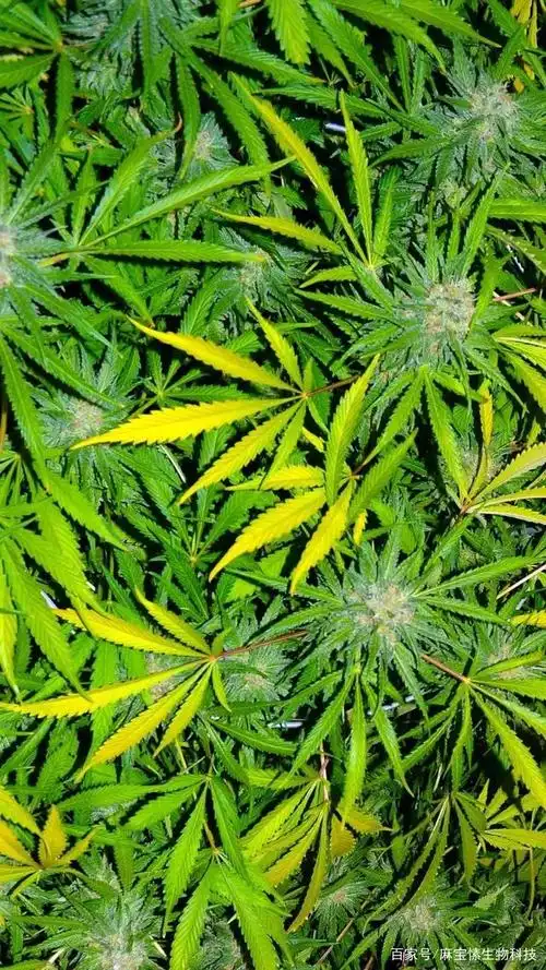 大麻二酚cbd油 带你了解合法的大麻—滇麻