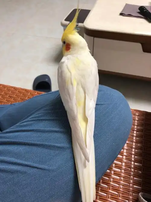 黄化玄凤or黄化珍珠玄凤