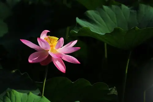 荷花宫样美人妆