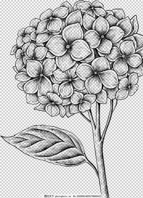 大全素描花朵花素描画图片大全简单花画图片大全简单素描花朵素描画