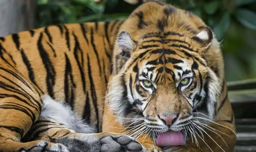 p>爪哇虎(panthera tigris sondaica)是一种曾生活在印度尼西亚 a