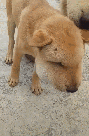 狗子被团灭肿着脸回家喂奶主人看到后笑出猪声打不过