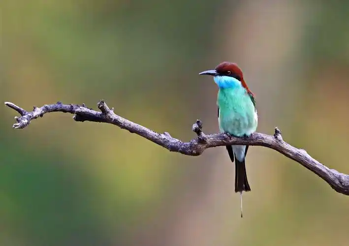 中国最美小鸟(蓝喉蜂虎)