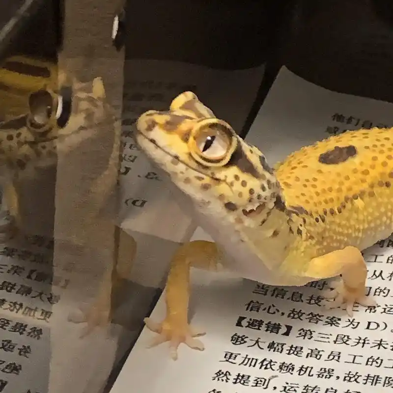 大玻璃眼柠檬豹纹守宫