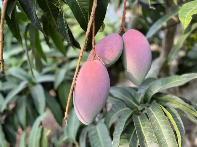 芒果##海南##芒果冰淇淋##自制芒果冰淇淋##水果##方军小店好物分享