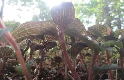 为你解开金线莲所有的奥秘!