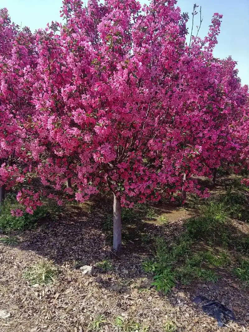 话139642455392月30号前电清地处理50亩北美海棠7公分至15公分