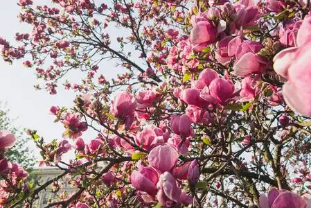 市中心的自然美景.送给女人的礼物.爱春天的花.照片
