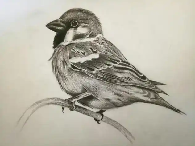 动物素描简单 动物素描简单入门