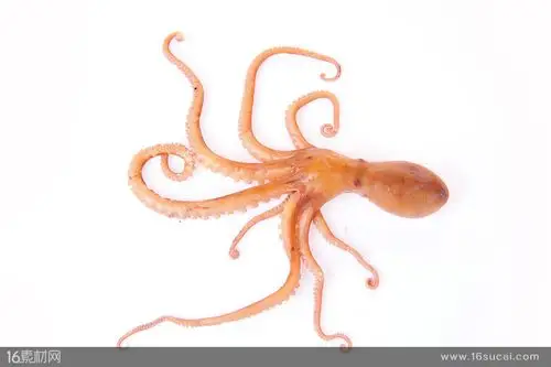 海鲜章鱼高清图片 - 素材中国16素材网