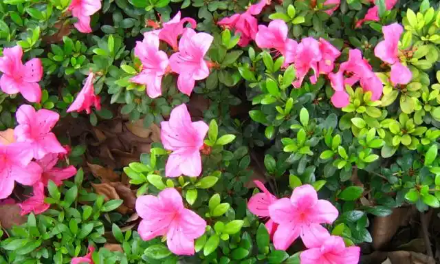 杜鹃花有多少品种