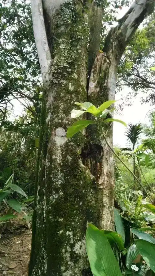 玩香这么多年,你有没有见过沉香树呢?