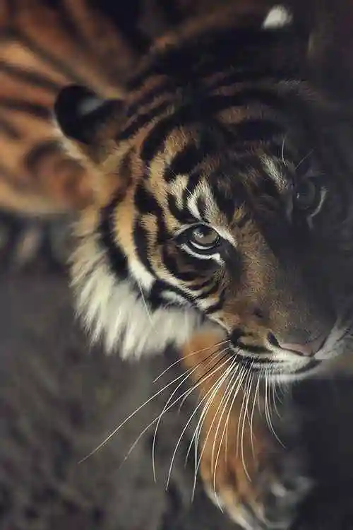 老虎犀利眼神图片手机壁纸