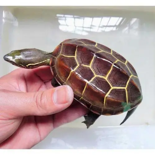 金钱龟正宗招财一对金钱龟苗纯种一对金龟宠物龟小乌龟活物