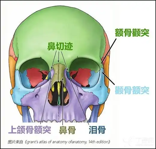 颅骨的界限和颅缝学习