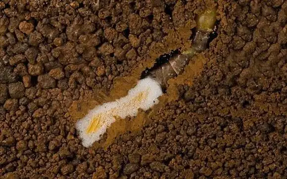 揭秘蝗虫产卵全过程:生殖器超出身体两倍