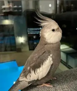 玄凤鹦鹉,白子黑牛黄化原始灰珍珠,包邮包活,雏鸟都有,笼养会