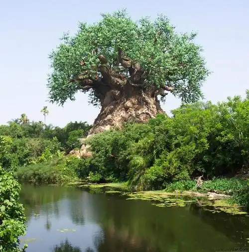 神奇的大树(让你震惊的图片)