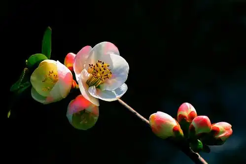 复色海棠(东洋锦)