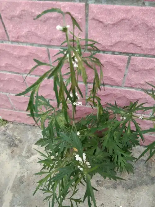 白花益母草