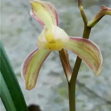 建兰月下美人三苗一花