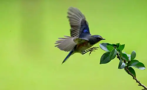 小鸟飞飞(钱海摄影)