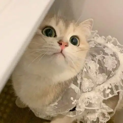 可爱猫咪 猫猫 头像小合集 - 知乎