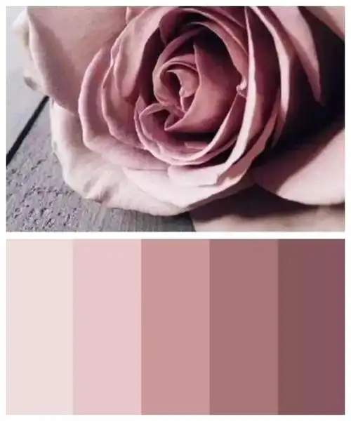 顾名思义就是玫瑰花凋谢枯萎后呈现出的颜色,不同于樱花粉色那么娇嫩