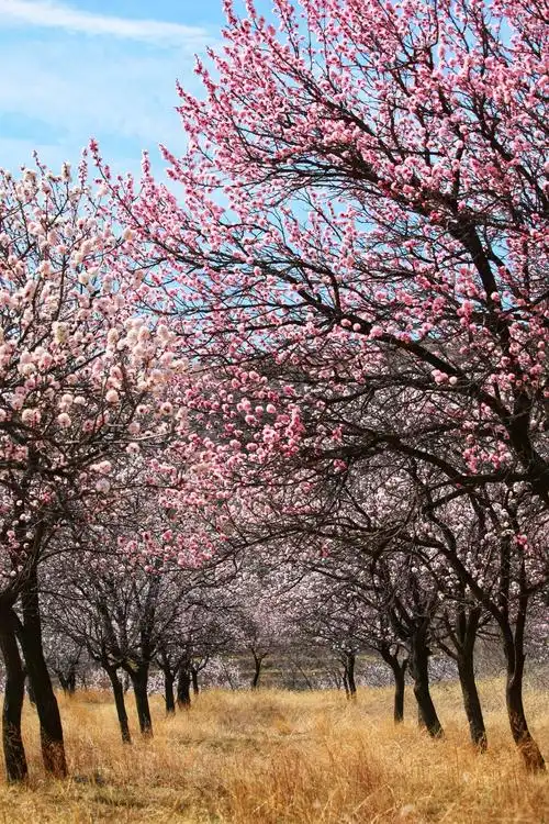 杏花满山