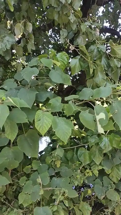 我还是第一次 见这么大桑树  我家也种了桑树 而且还有六七亩的桑树