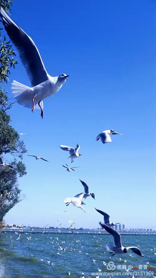 海鸥飞处彩云飞
