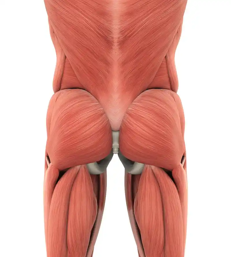 大腿后侧的肌肉叫做股后肌群.