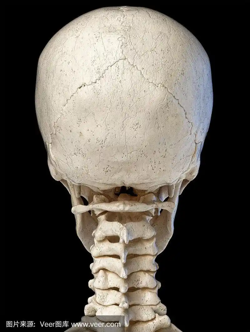 从后面看的人类头骨.
