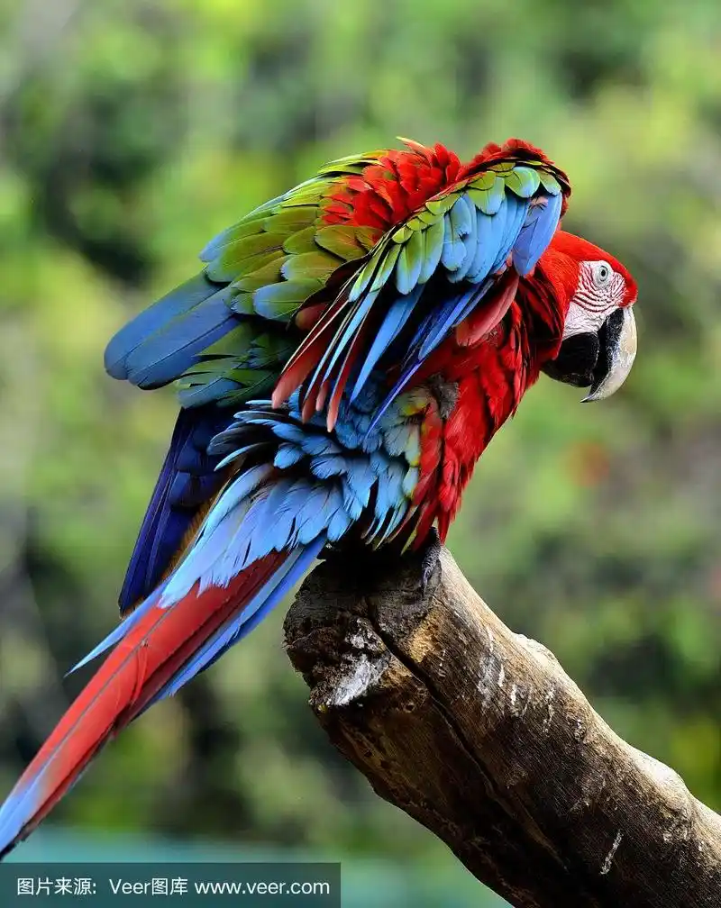 绿翼金刚鹦鹉,羽毛松软