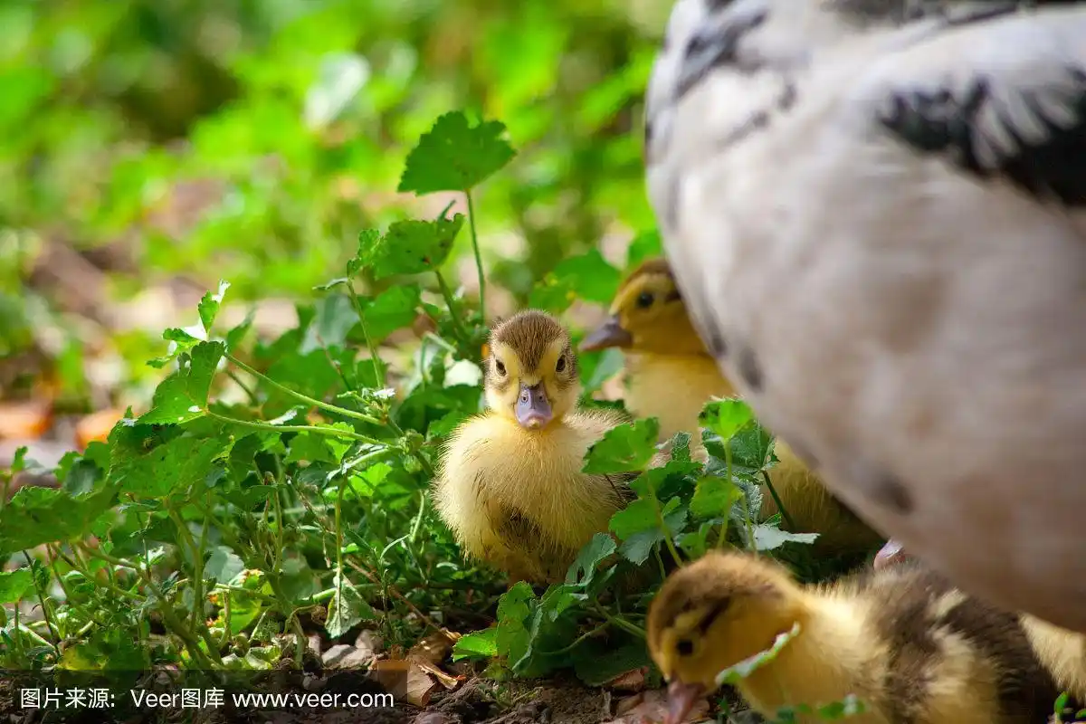 鸭妈妈和小鸭子在街上