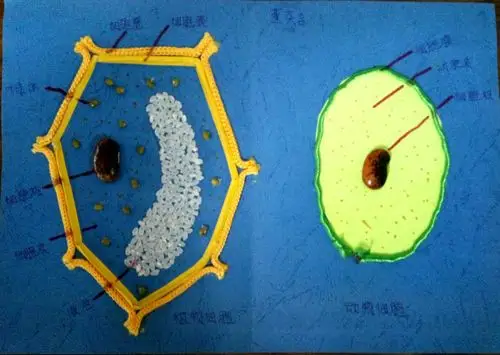 (塑料壳,饮料瓶,毛线,豆子,硬纸板,轻粘土等)精心制作了"动植物细胞