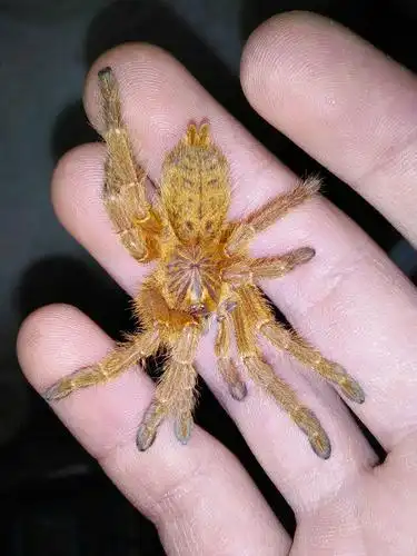 谁家养了蜘蛛宠物,有图的最好发过来几张