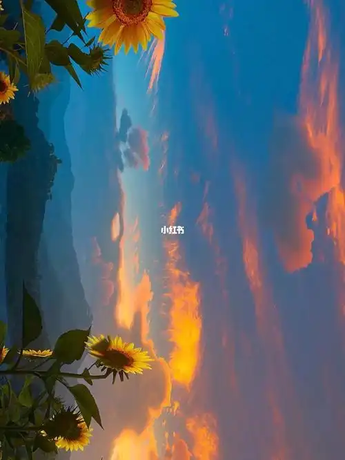 向日葵有一个很好的花语入目无他人四下皆是你有你时你是太阳我目不转