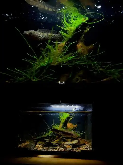 开缸造景雷龙原生缸