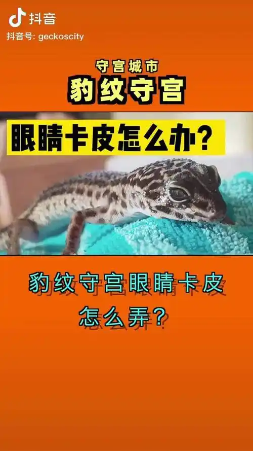 豹纹守宫眼睛卡皮怎么弄?豹纹守宫 萌宠出道计划