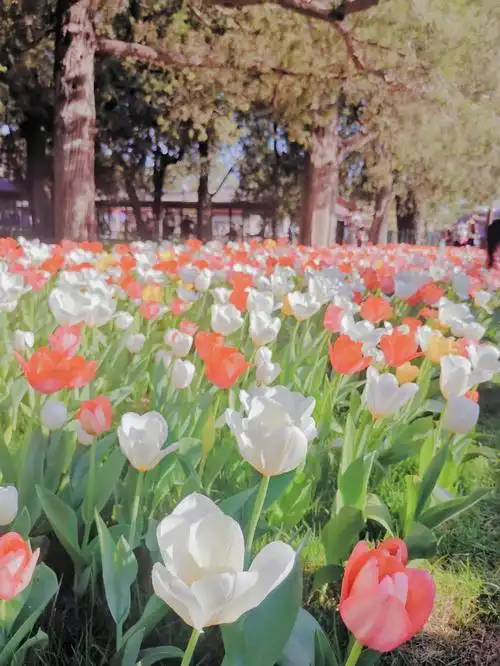 412429中山公园郁金香花展